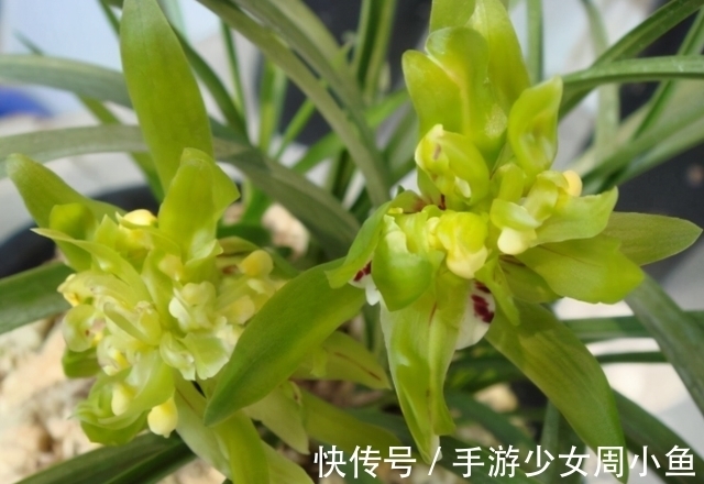 余蝴蝶|它被誉为国兰“奇花之首”，花瓣上百片，香味馥郁，简单易活