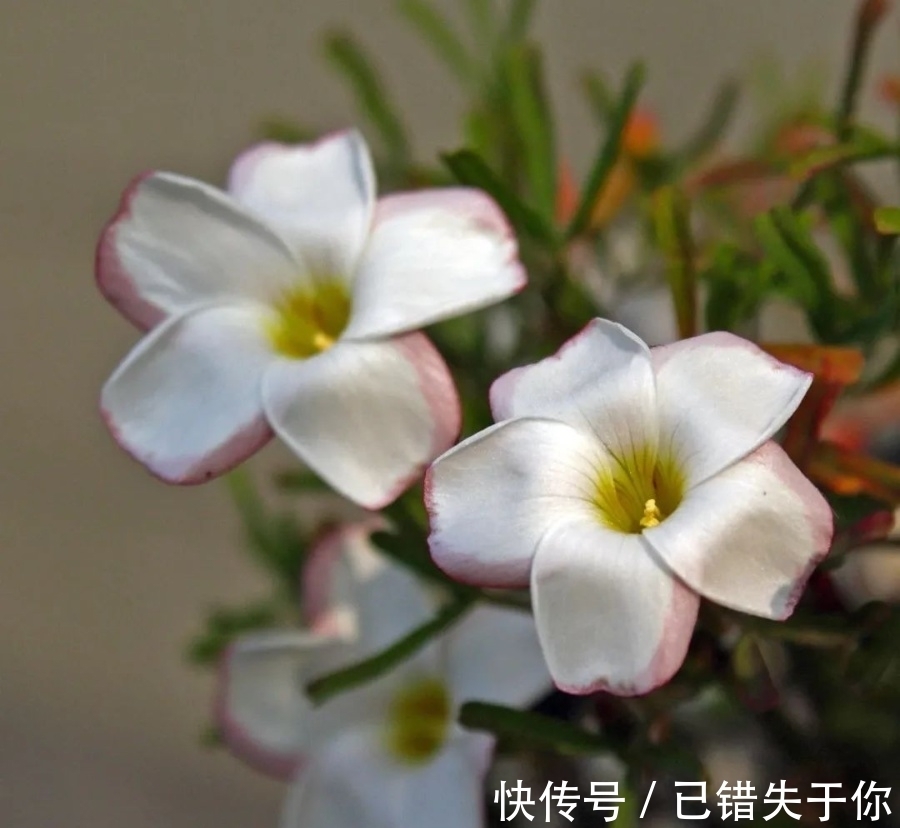 桃之辉|温度越低,颜色越深,可与桃花相较的光叶酢浆草你见过吗?