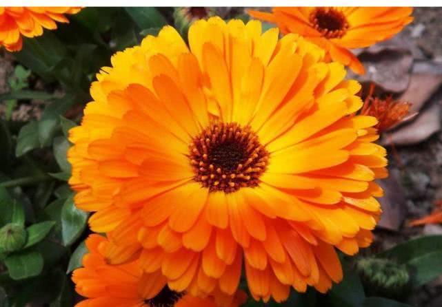 金盏菊华|喜欢菊花吗何不养盆“金盏菊”，花艳好养，花姿卓越，美艳迷人