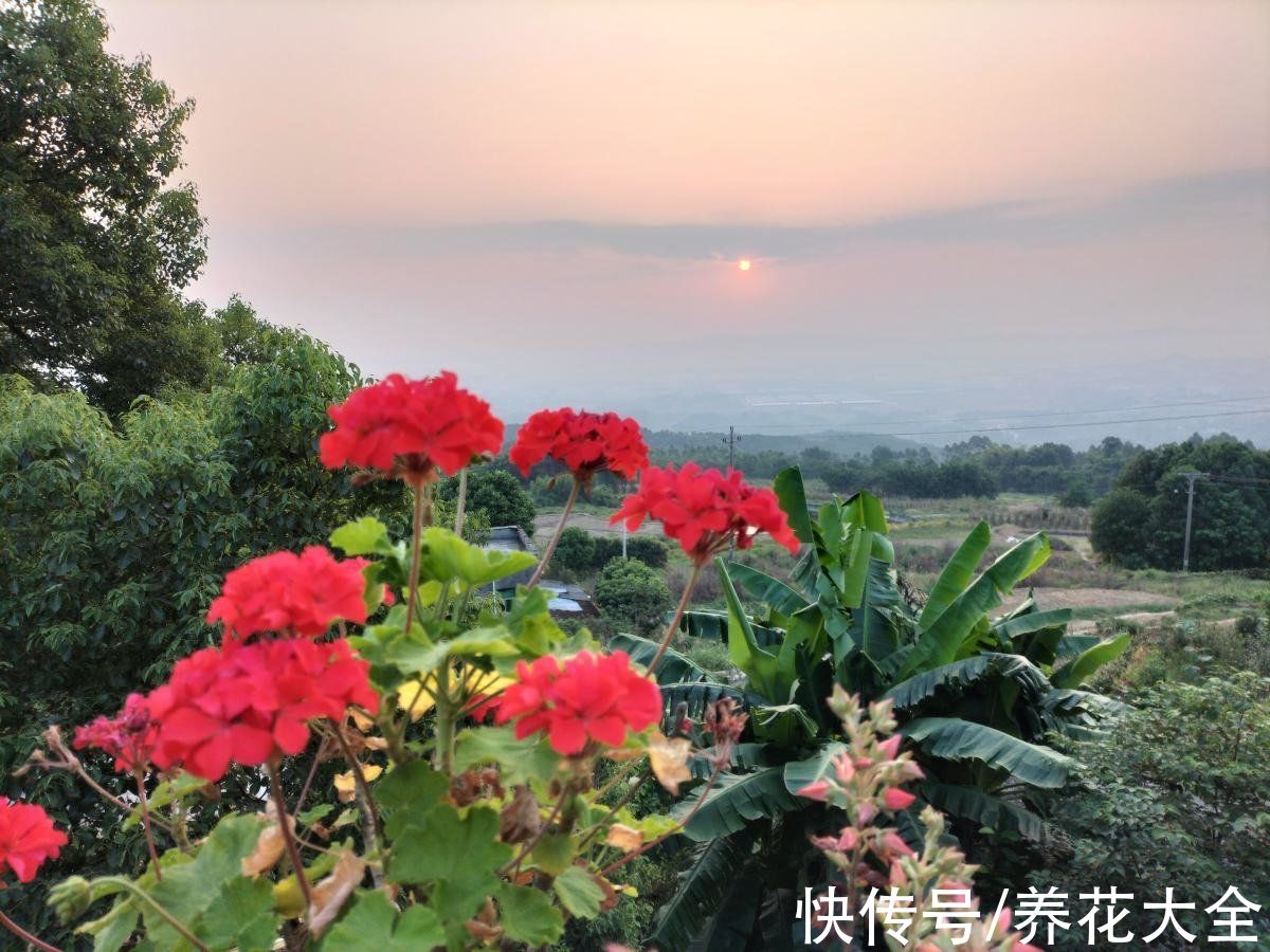 海棠|初春养花，选4种开花多的，阳台变花海