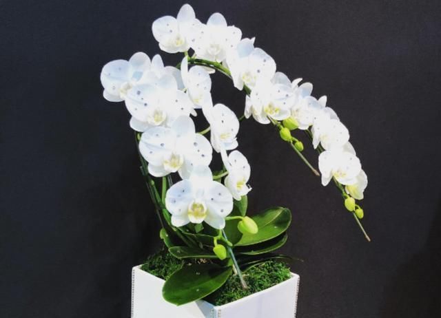 老花匠|这“4种”花卉养的好，老花匠都称赞，能养活1盆的人，绝对是高手