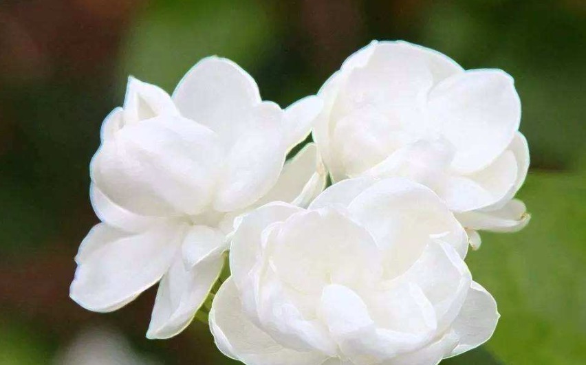 新买的茉莉花做好三点，,保准枝叶常绿，不久可爆盆！