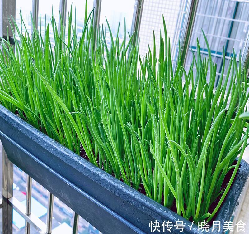 7种“蔬菜”冬天种，0度冻不死，吃一茬冒一茬，连续吃半年