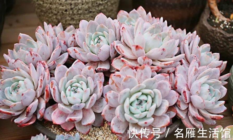 白月影|推荐7种强悍多肉，每一种都精致好看，一次养十盆都不嫌多