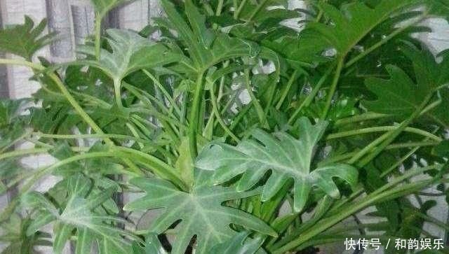 三伏天里,家里摆3种“叶子花”,叶子比花更漂亮,很有“档次”