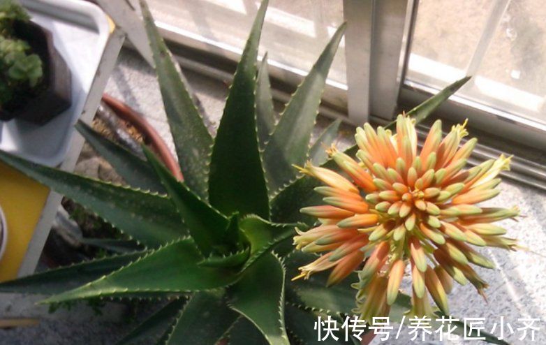 冬季|家里养芦荟，秋季先养胖，用点小技巧，冬季就能养开花