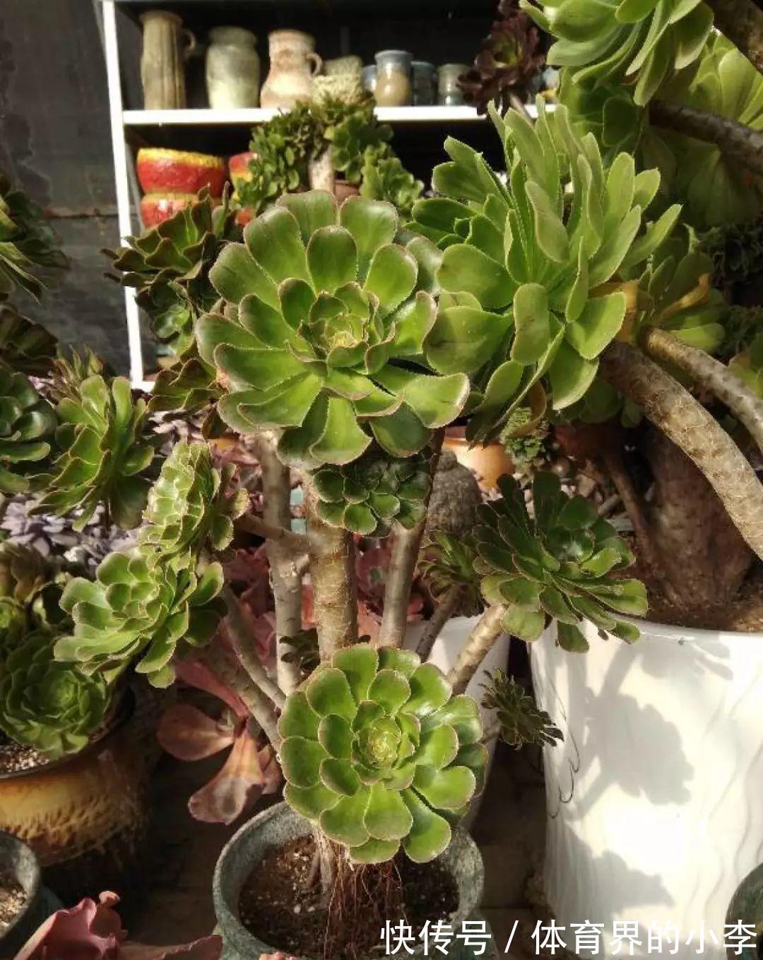 几块钱的小苗,邻居1年养成老桩,给1000块都不卖