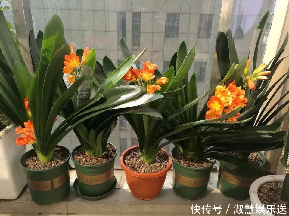 根系|君子兰吃点“大补肥”，蹭蹭直冒“网格叶”，根系就像大白菜