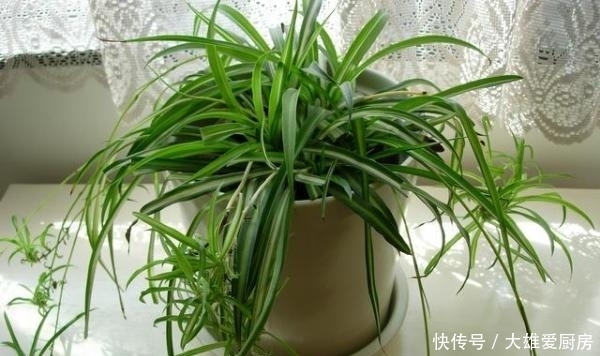 吊兰长|吊兰叶片越长越宽,秘密全是这几招,赶紧学习一下!