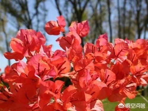 枝条|三角梅新生枝条摘顶了还会开花吗?