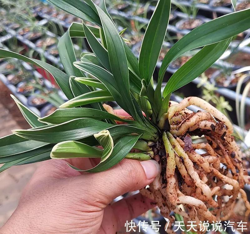 日晒|兰花长势差,注意这三个小问题,蹭蹭冒芽,轻轻松松爆满盆