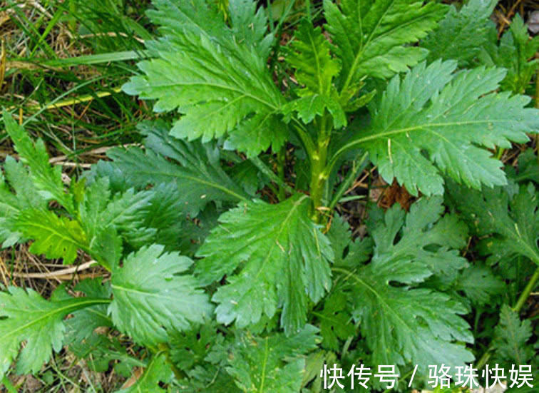 营养物质|农村一种“怪味”野菜,形似香菜但味道似薄荷,你们吃过吗