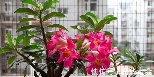 浇水|最适合懒人养护的这些花，不用费心养护，就可花开繁盛！