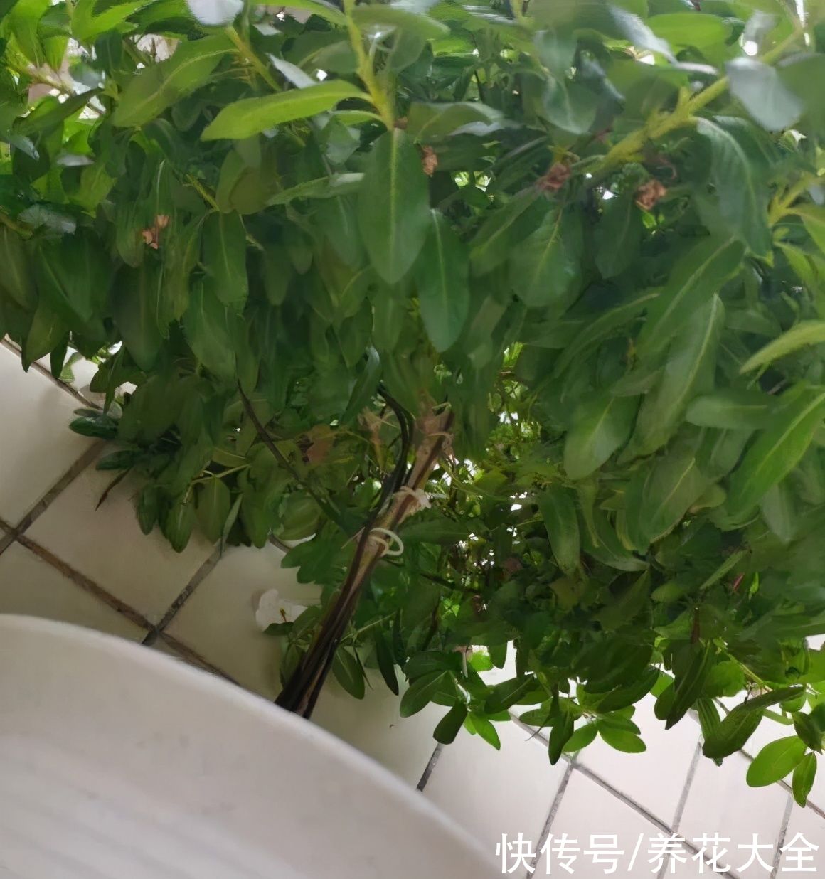 马齿苋花|山东马齿苋老桩，年年开花像小树，网友直呼：假的吧