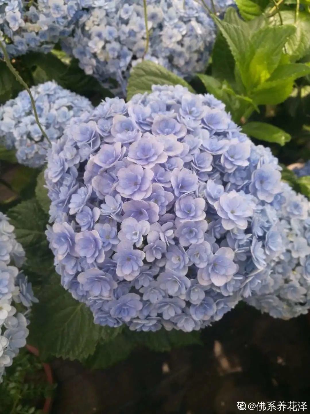 花手鞠|夏天扦插最好活，剪个枝条插土里，10天就生根