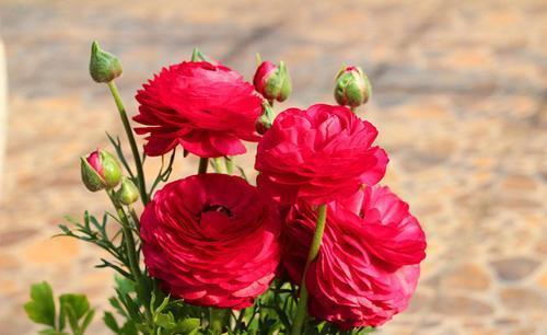 被名字耽误的8种花，好养好看开花惊艳，你最喜欢哪种？