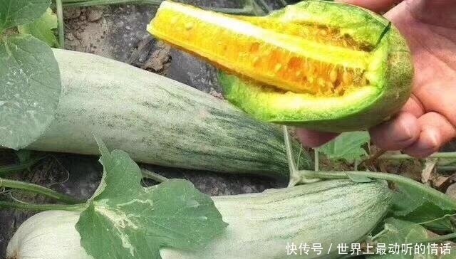 多汁|买羊角蜜时,记住这几招,挑选到的瓜香甜又多汁!