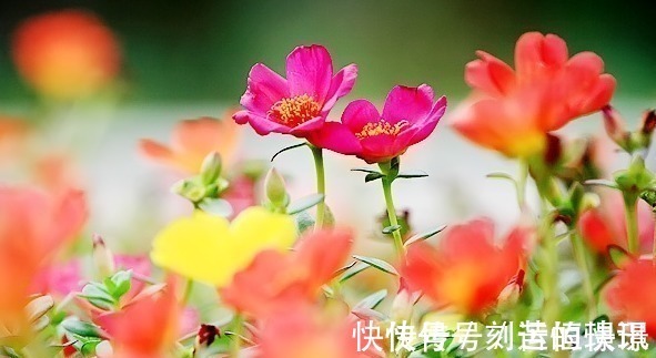 透气性|喜欢养护花卉,就选择花期长,花色艳,美丽漂亮能爆盆的5种花卉