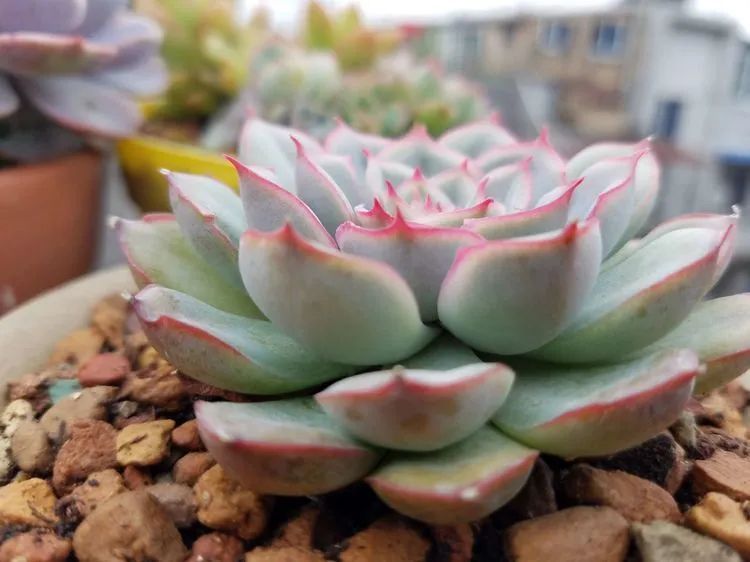 养肉三年,分享养肉经验,谈谈适合逆开挂区的多肉!