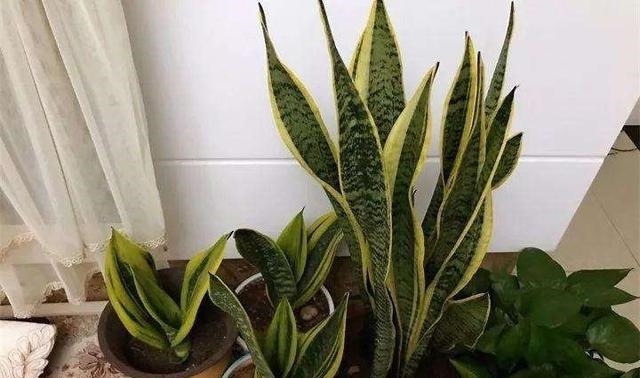 虎皮兰黄叶盆里放一勺“肥”,每片叶子绿油油,芽多叶多挤满盆