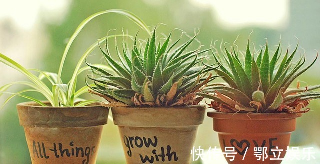 蚯蚓|养花不用施肥,将此物扔盆栽里,叶子又绿又亮,花开爆盆