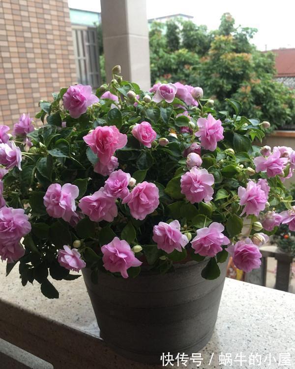 6种“老人花”,漂亮清香,吉利又大方,你养着花,花也养着你