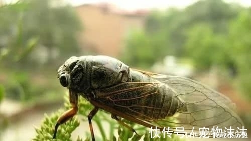 周而复|蝉噪林逾静,我们看一下古代“蝉”的文化寓意