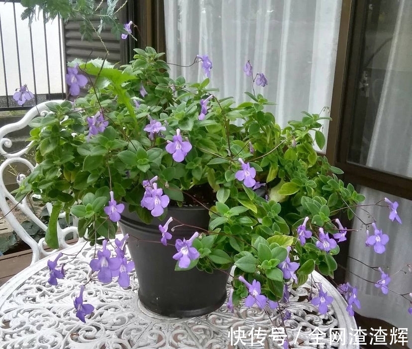 花盆里开出小海豚?养花做好这4点,一年四季都能赏花!