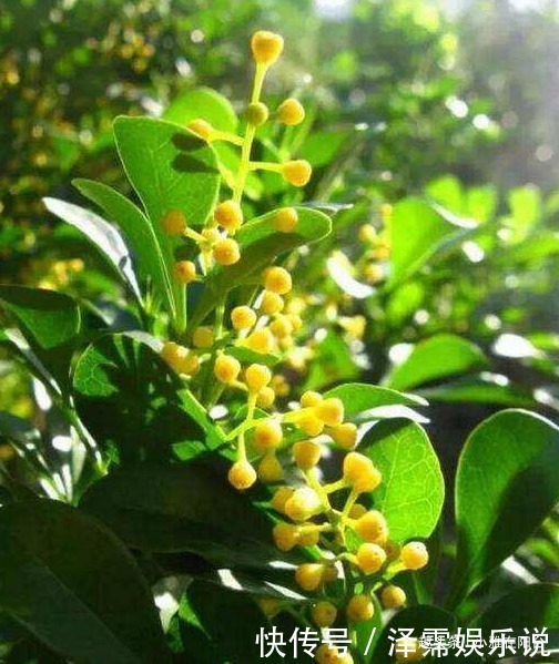 枝繁叶茂|米兰花怎么修剪一个修剪“小窍门”，植株饱满，枝繁叶茂开花多