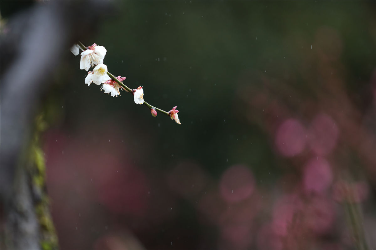 梅花|5A级景区——开化根宫佛国文化旅游区的千年梅花开啦！等你来寻芳~