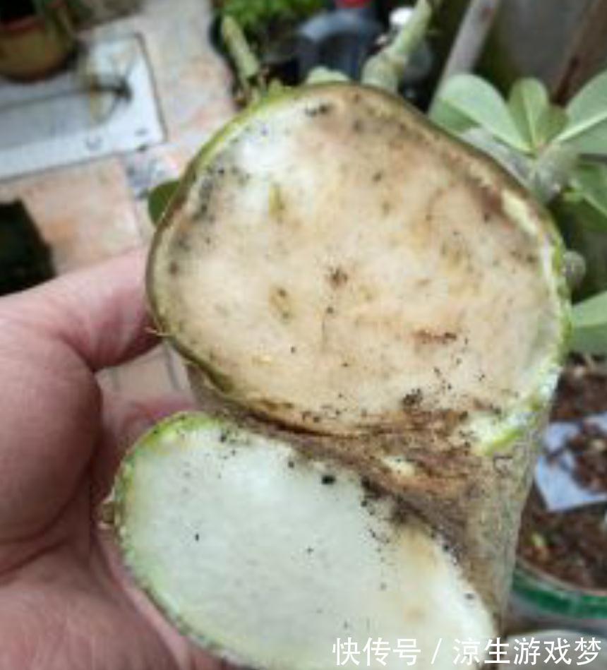 三种花浇水过多烂根了怎么办,这样养,新根早萌发,恢复长势快