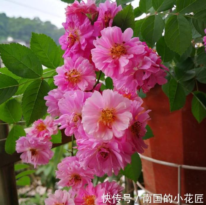 妖娆|夏天最火的4种花，好养又漂亮，花姿妖娆，四季繁花似锦，美