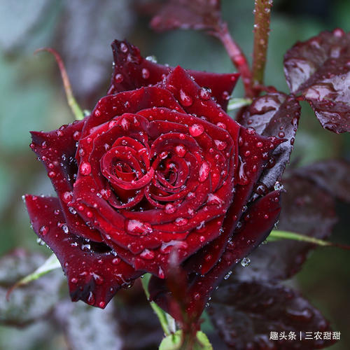 花卉|此花，比牡丹漂亮，比桂花还香，家里放一盆，能熏一室香，超赞！