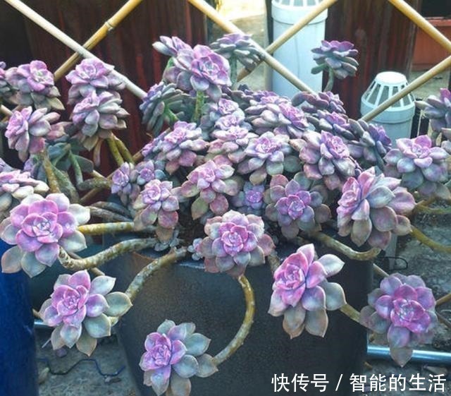 多肉植物|它被称为多肉植物中的黑马,长速快,适应能力强,不种一盆就亏了!