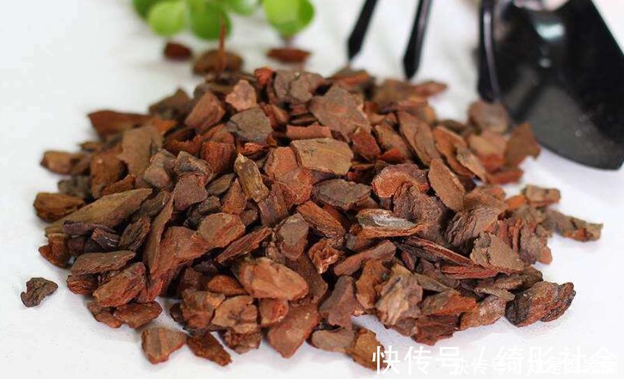 叶子|好土才能养好君子兰,3种“废物”搭配,不花一分钱,根系长满盆