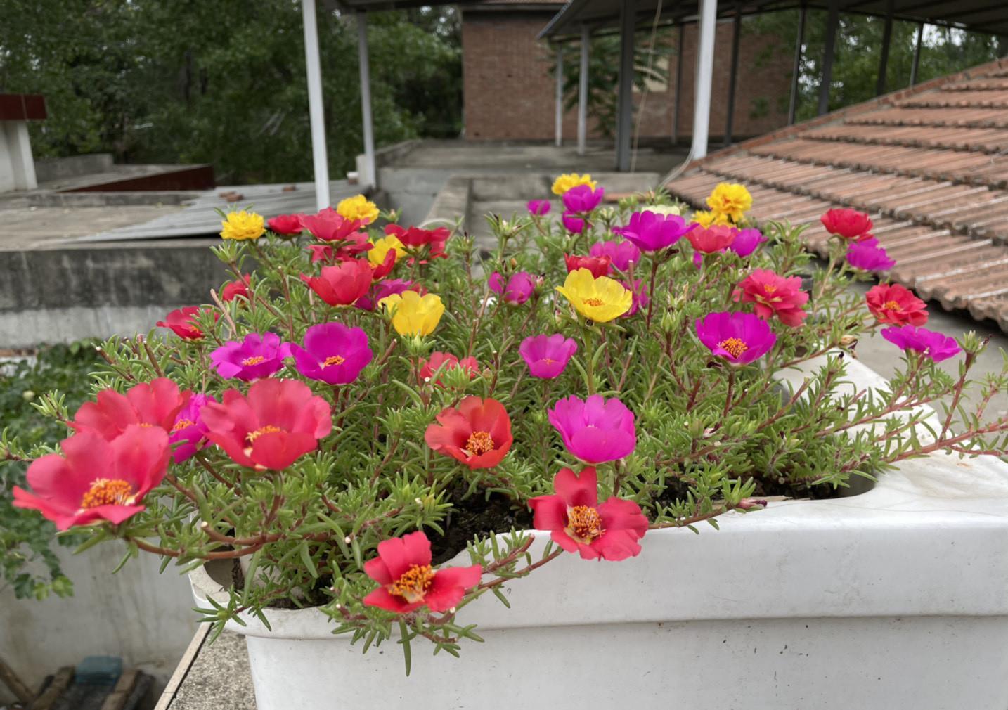 浇水|夏天养太阳花，记住3招，花苞更多，花朵更大花色更艳