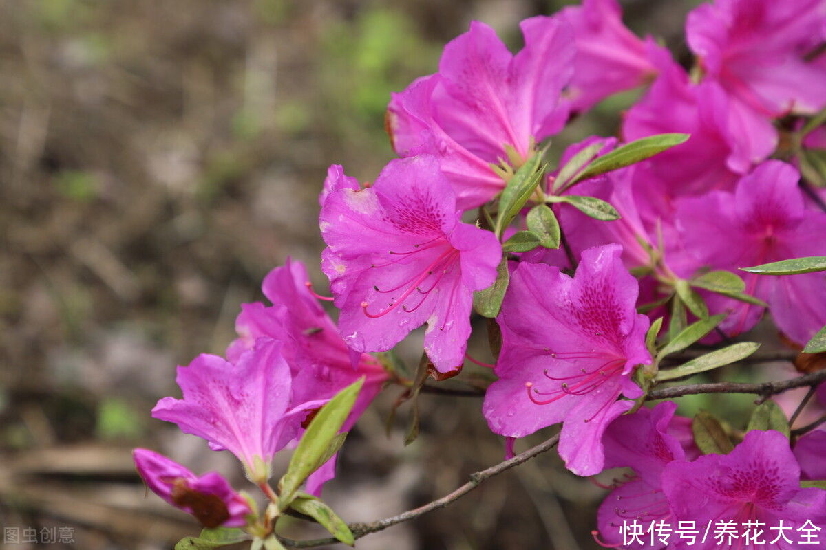 腐烂根|公认的“必死花”，买过N次，实在是太难养了