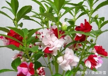 喜欢养护花卉,就在家中养护花色艳丽,花期长,美丽妖娆的3种花