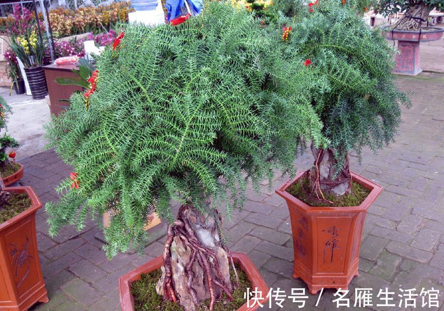 锵锵锵锵|两种以“南”字开头的盆景,熟悉一下吧