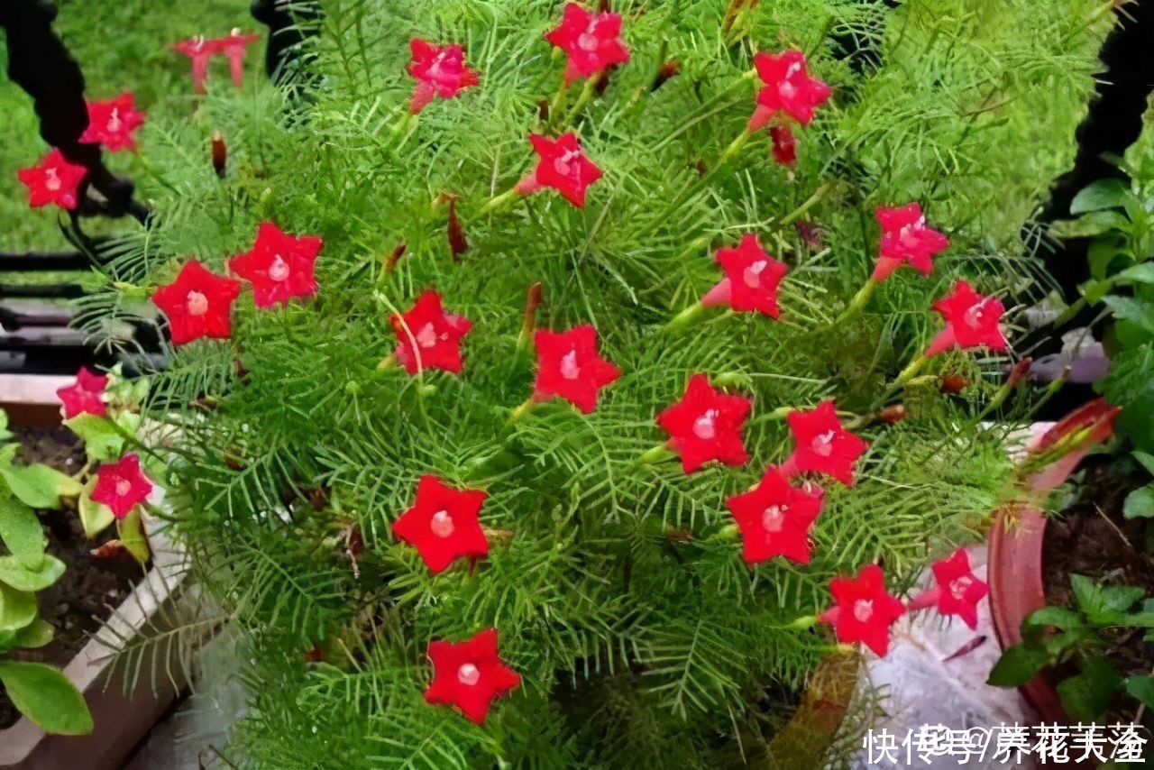 晒不死、热不死的花，越晒花越多，越热长越快