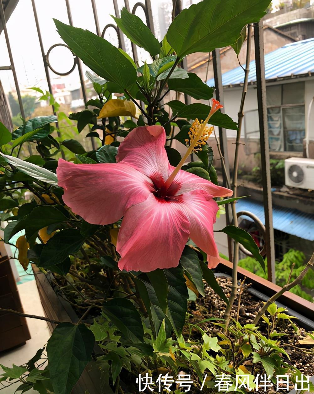 植物|养花别舍不得修剪,这4种植物,剪一剪长得更旺