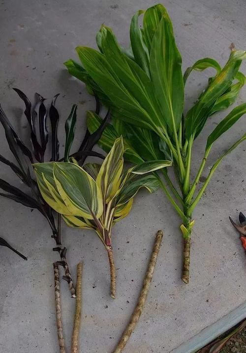 朱蕉|朋友在路边买到紫色叶子的“富贵竹”,养几天叶子全黄了