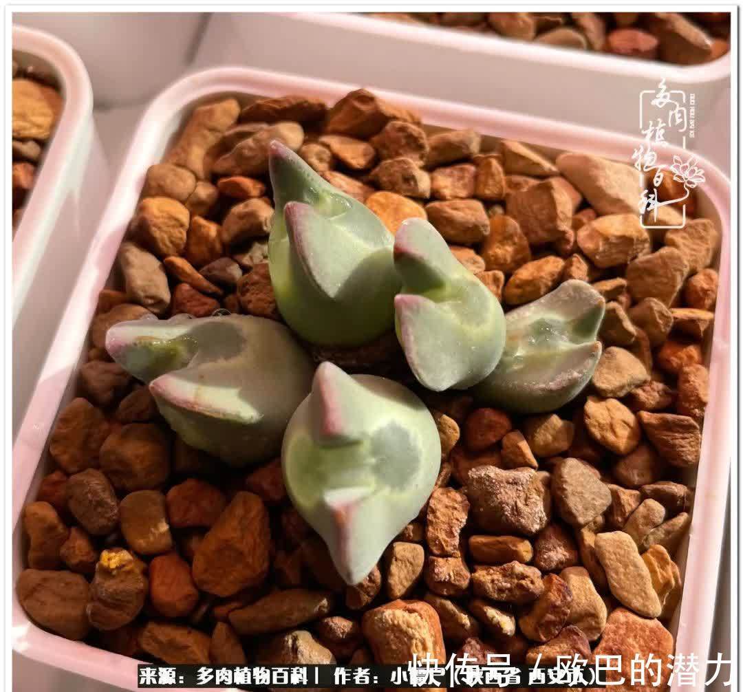 从景天到水泡和肉锥,那些年阳台种植多肉的历程!