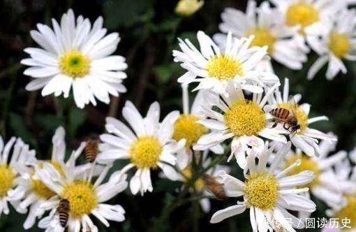 长寿花|让人喜欢的4种花,种植容易,全年开花,花量丰富,阳台变花园