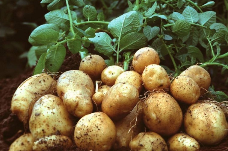 土豆尽量少吃，最好不吃，知道为什么吗医生5要素，不要忽视