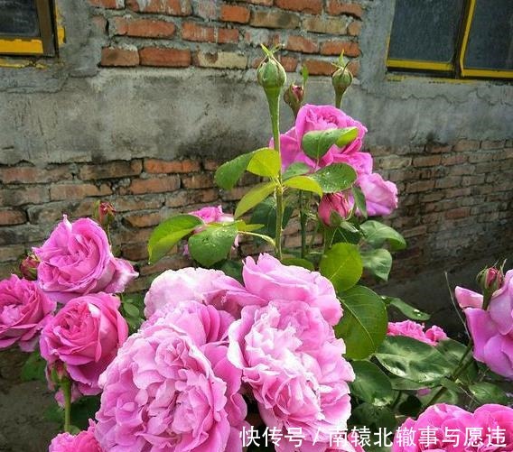 牡丹|她花10元买了一种花,随意栽种在花园里,历经2年,开花惊艳全场!