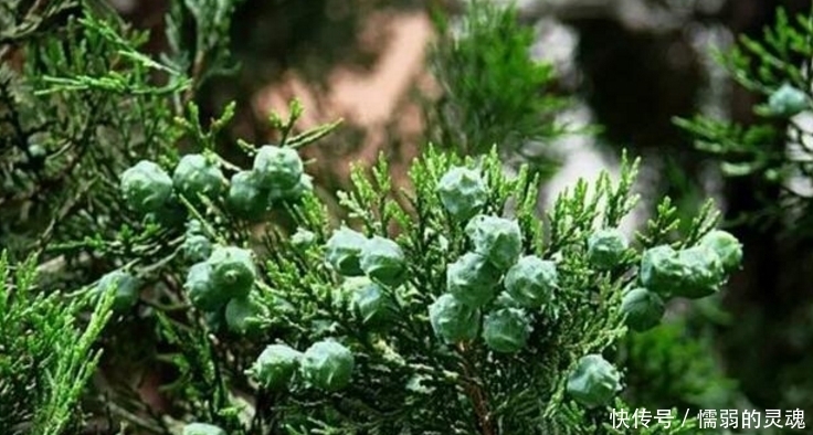 农村野生果子,却能改善睡眠,常用还能使头发变黑!