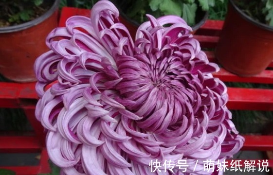 新手养花就养一盆“国华青杯”,雍容华贵,美艳端庄,适合盆栽养