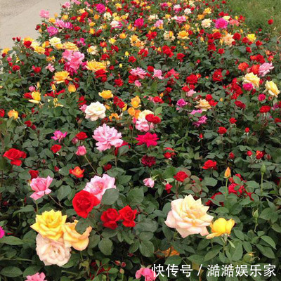 丑女人|比“摇钱树”还值钱的4大生肖女,越老越“旺夫”,一缺钱就有钱