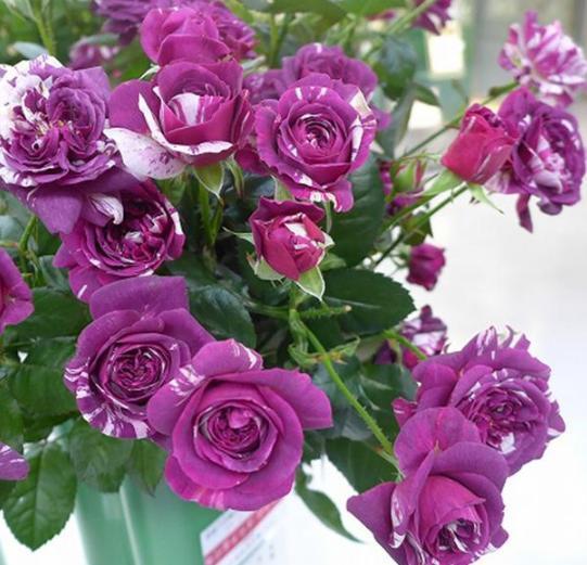 阳台盆栽月季芬芳宝石,沾土就活,做到4点花开香味越发浓郁